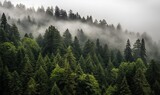  a group of trees on a hill covered in fog and mist.  generative ai