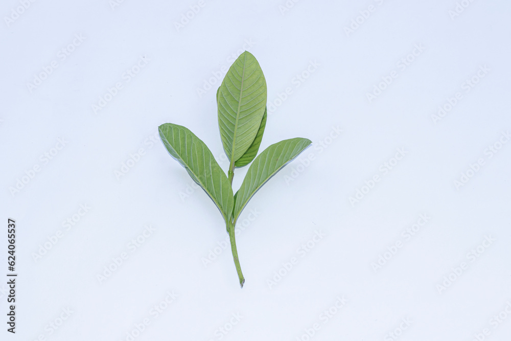 Obraz premium Guava leaves on a white background