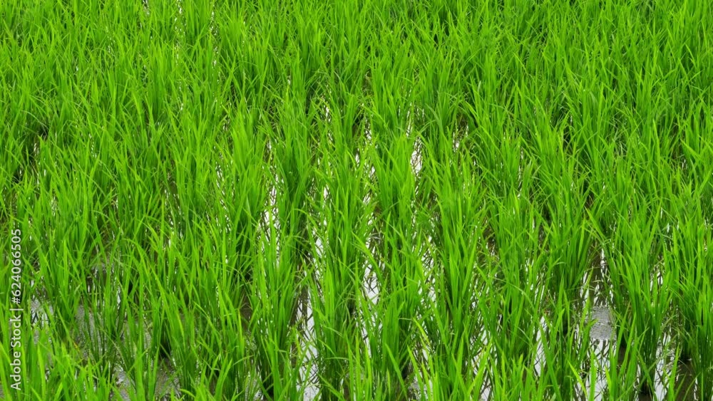 Rice seedlings in mid-summer in a paddy field, in the process of growing Rice seedlings in mid-summer in a paddy field, in the process of growing
