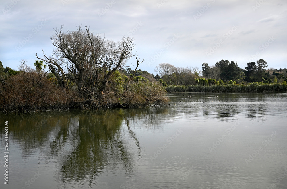 Styx Mill Conservation Area, Old Willow Tree, Christchurch, New Zealand Styx Mill Conservation Area, Old Willow Tree, Christchurch, New Zealand