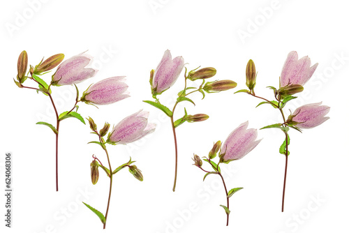 Pink bluebell flowers on a white background. Campanula punctata. Top view, flat lay. © Yulia