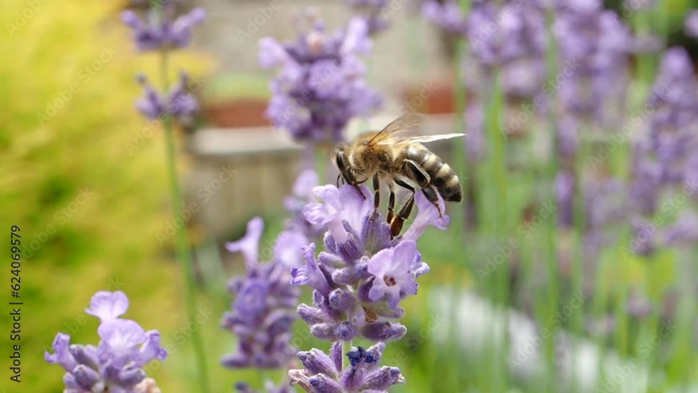 Honey bee (Apis mellifera) collecting pollen at violet flower in SLOW MOTION HD VIDEO. Bee pollinates lavender flower on blur background. Close-up macro. Quarter speed. Honey bee (Apis mellifera) collecting pollen at violet flower in SLOW MOTION HD VIDEO. Bee pollinates lavender flower on blur background. Close-up macro. Quarter speed.