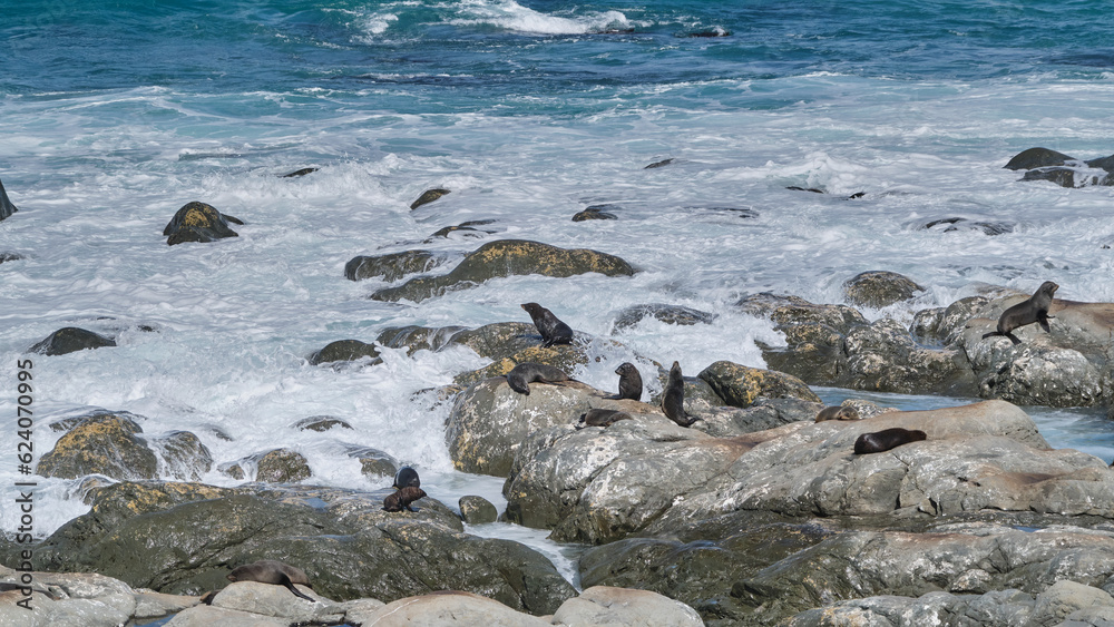 Packs of Wild Fur Seals at Ohau Point Lookout Packs of Wild Fur Seals at Ohau Point Lookout