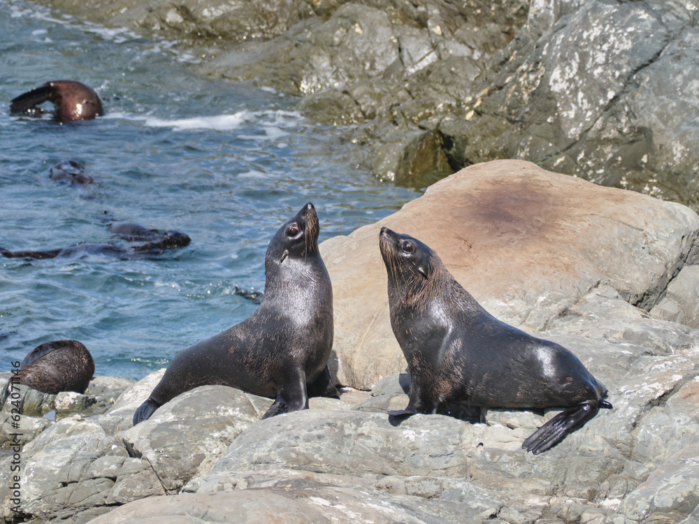 Fototapeta premium Wild Fur Seals at Ohau Point Lookout