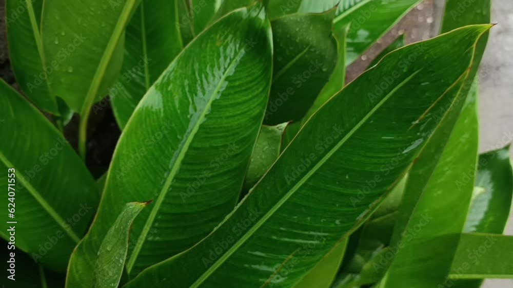 Video of large green plants in the rain. Beautiful palm tree texture Video of large green plants in the rain. Beautiful palm tree texture