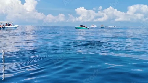 Huge whale shark swims on the water surface Cancun Mexico. photo