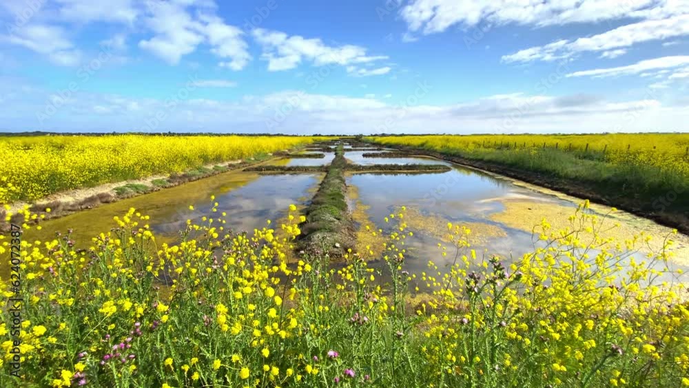 Salt marshes of the natural reserve of Lilleau des Niges and yellow wild mustard flowers on the Ile de Ré, France