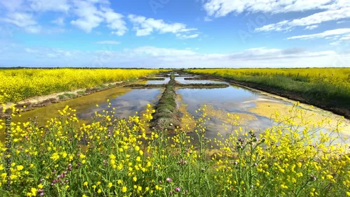 Salt marshes of the natural reserve of Lilleau des Niges and yellow wild mustard flowers on the Ile de Ré, France photo