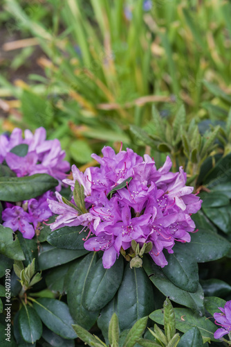 Close-up of a purple Rhododendron flower with green leaves  horticulture concept illustration.