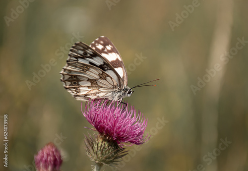 butterfly drinking nectar