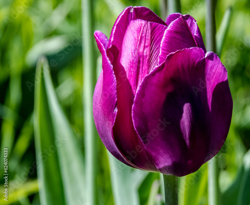 Close-up of a purple tulip flower that is growing in a garden on a warm spring day in May with a blurred green background.