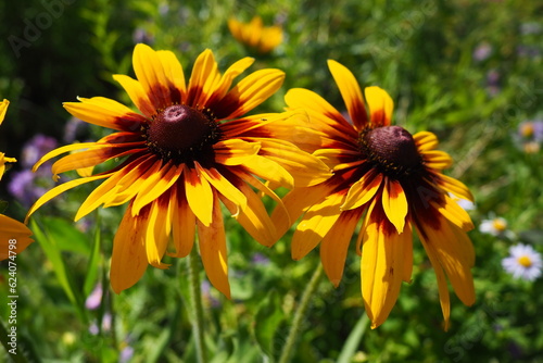 Rudbeckia plant genus in the Asteraceae or composite family. Rudbeckia flowers feature a prominent, raised central disc in black, brown shades. Coneflowers and black-eyed-susans. Summer yellow flower. photo