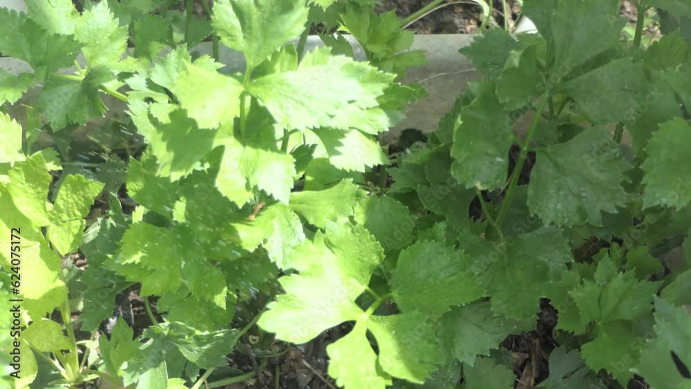 organic green celery harvested on vegetable farm. Harvest time organic green celery harvested on vegetable farm. Harvest time