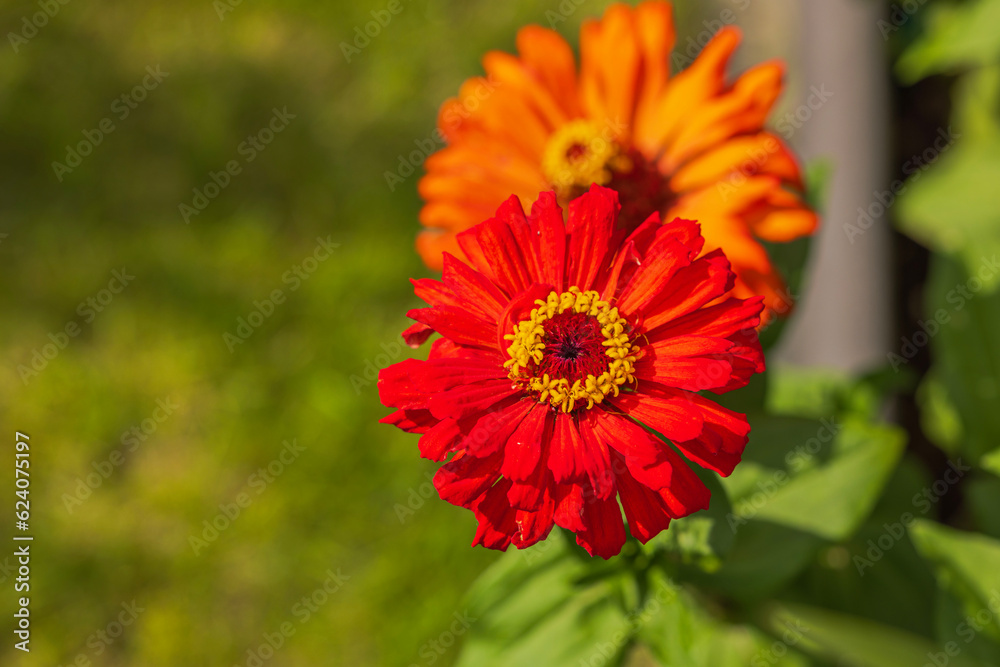 Macro view of pink and orange zinnia elegans flowers on background of green leaves. Macro view of pink and orange zinnia elegans flowers on background of green leaves.