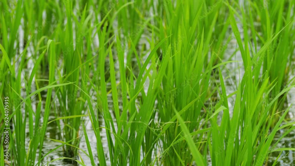 Rice planted in a paddy field Rice planted in a paddy field