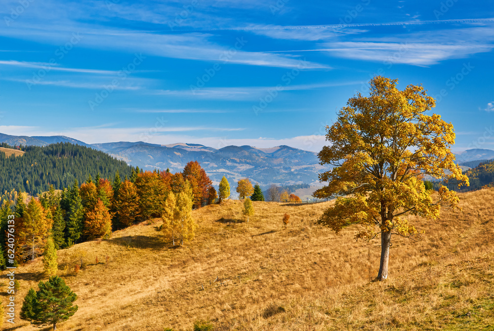 Autumn Tapestry: Majestic Carpathian Peaks Embraced by Vibrant Foliage Autumn Tapestry: Majestic Carpathian Peaks Embraced by Vibrant Foliage