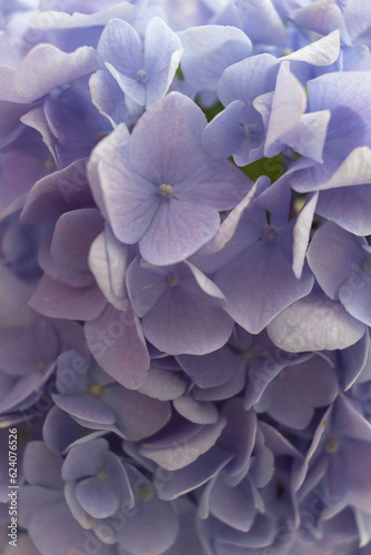 Delicate lilac hydrangea flowers close up