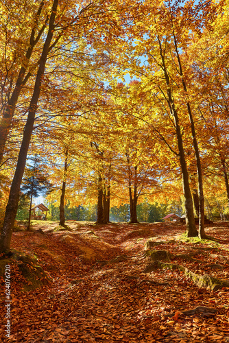 Fototapeta Naklejka Na Ścianę i Meble -  Autumn's Rustic Symphony: A Majestic Tapestry of Fallen Leaves