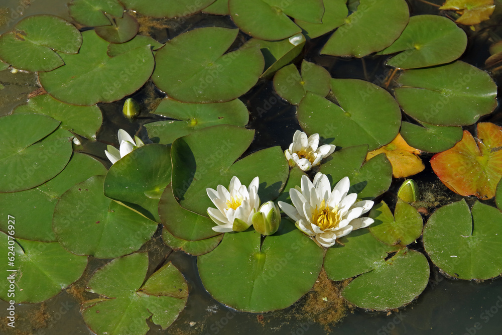 weiße Seerose weiße Seerose