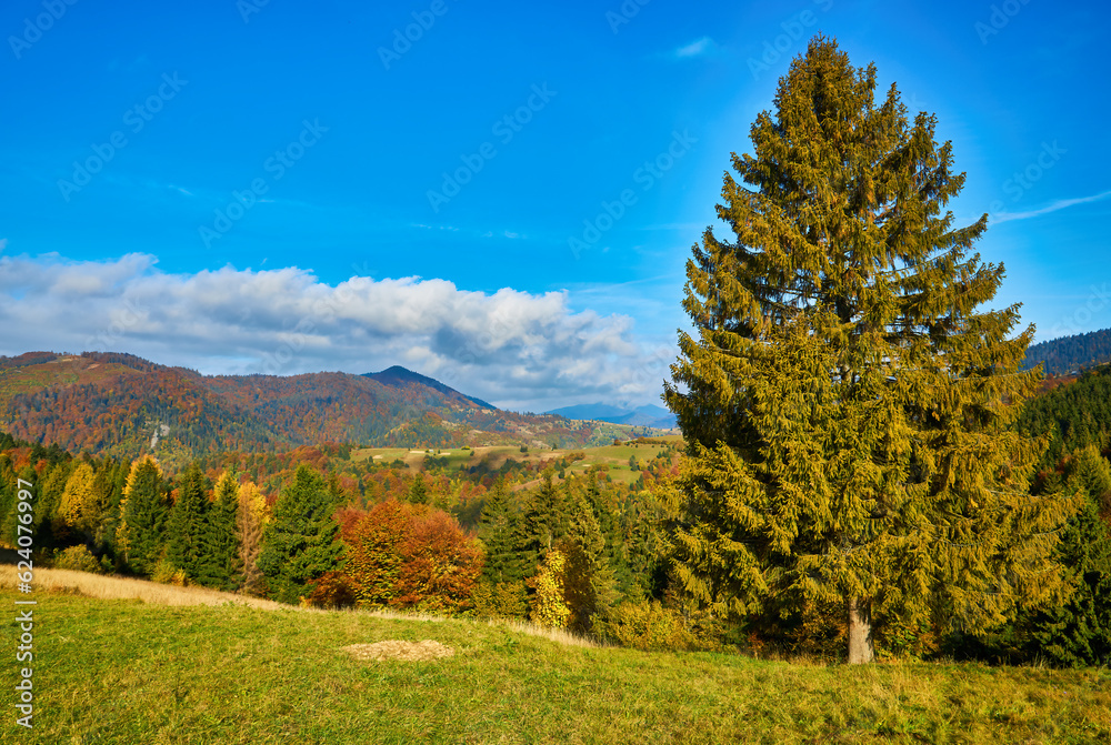 A Majestic Landscape: Yellow Leaves, Coniferous and Deciduous Forests Surround a Peaceful Village in an Autumn Morning