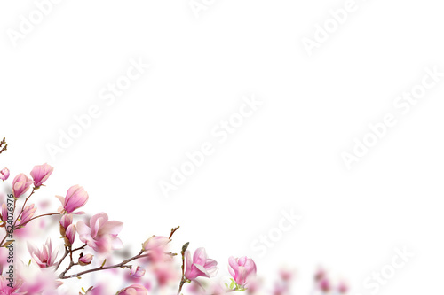 Pink white magnolia on transparent background. Blooms  blooming with petals isolated. Set magnolia branch png