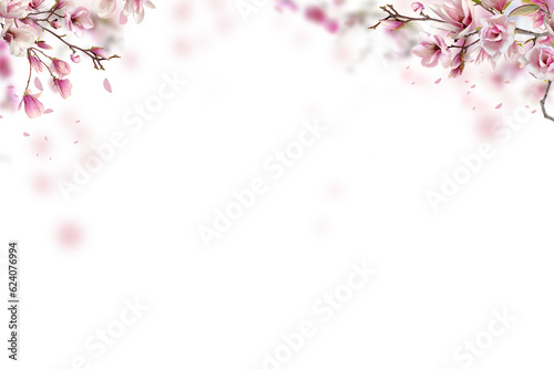 Pink white magnolia on transparent background. Blooms  blooming with petals isolated. Set magnolia branch png © Daria