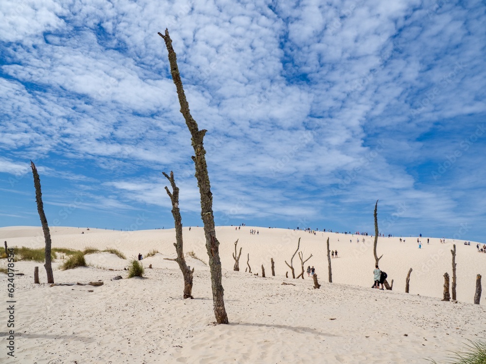 Vast white sand dunes with dead trees and tufts of grass near Leba, Poland are a popular tourist destination Vast white sand dunes with dead trees and tufts of grass near Leba, Poland are a popular tourist destination