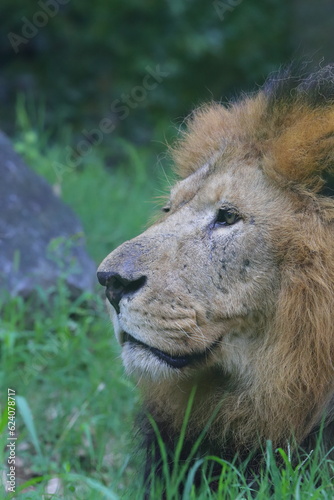 SGUARDO DI LEONE  LION LOOK