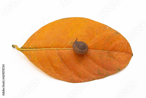 Фотография Top view of a small snail on a vibrant orange autumn leaf isolated on white background, minimalist nature composition, symbol of slowness and patience, high angle shot, selective focus