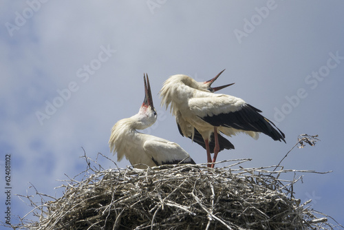 White storks ( Ciconia ciconia ) are preparing for a major migration to Africa in summer.