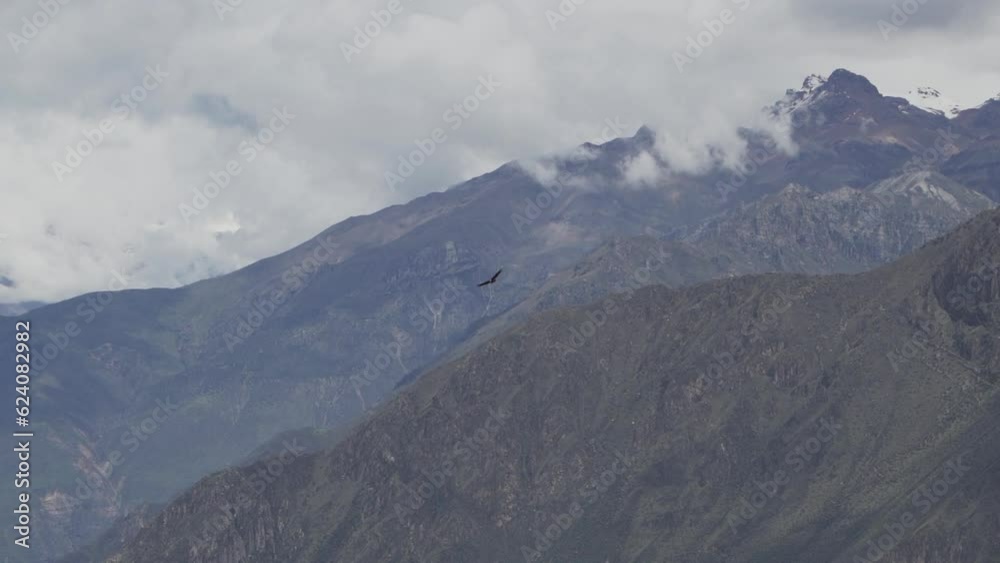 Andean condor soaring over the Colca Canyon in Peru. Andean condor soaring over the Colca Canyon in Peru.