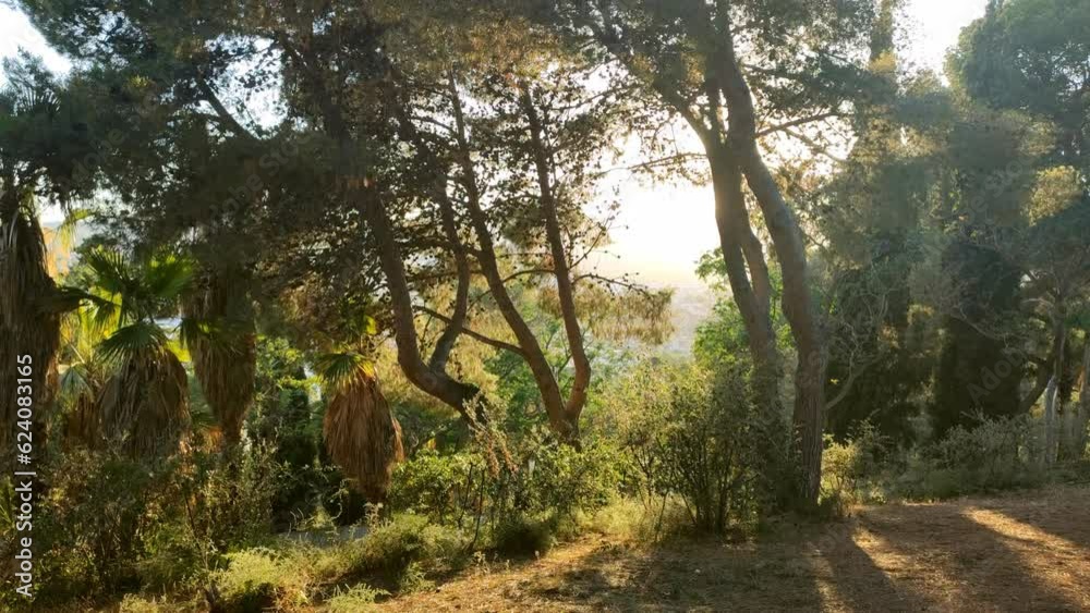Environment of trees and nature gently moved by the wind with the sunset in the background in a park in Barcelona