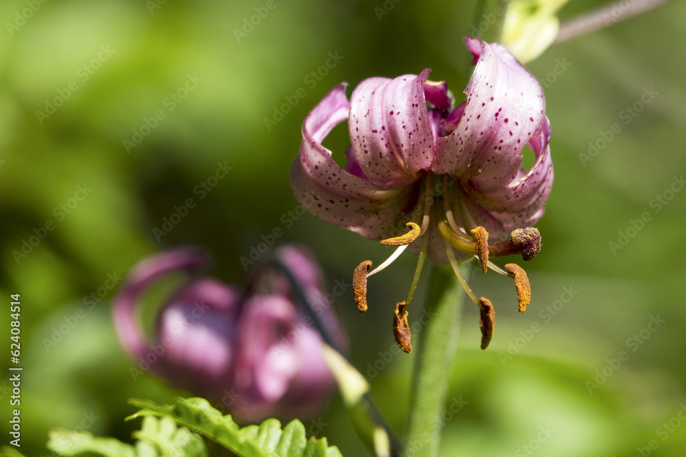 Mountain meadows in the Liptov region of Slovakia are home to many flowers, insects and birds and are now rare. Mountain meadows in the Liptov region of Slovakia are home to many flowers, insects and birds and are now rare.