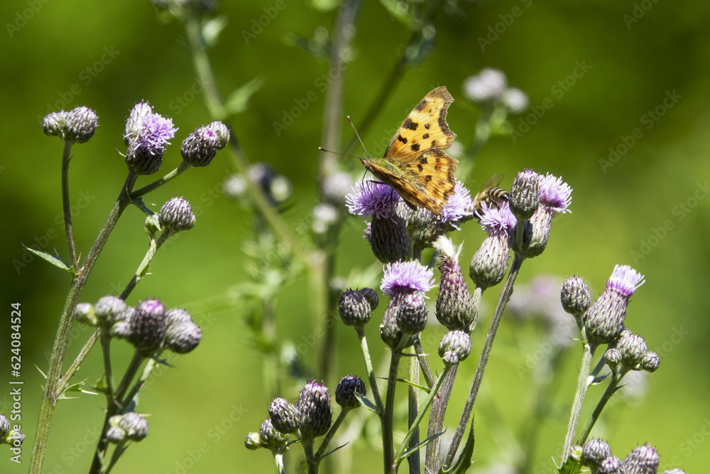 Mountain meadows in the Liptov region of Slovakia are home to many flowers, insects and birds and are now rare. Mountain meadows in the Liptov region of Slovakia are home to many flowers, insects and birds and are now rare.
