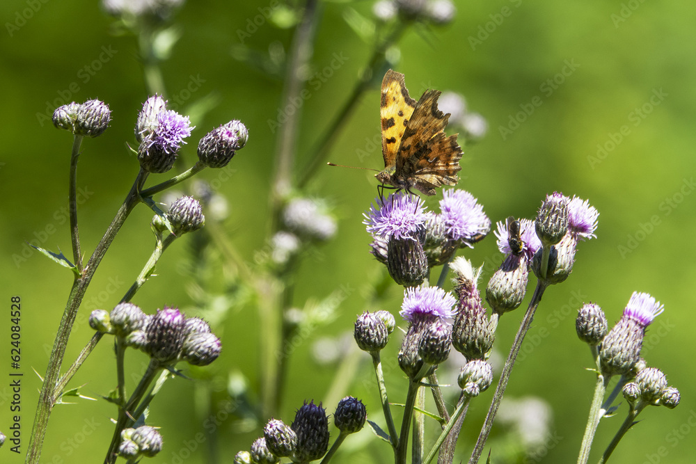Mountain meadows in the Liptov region of Slovakia are home to many flowers, insects and birds and are now rare. Mountain meadows in the Liptov region of Slovakia are home to many flowers, insects and birds and are now rare.