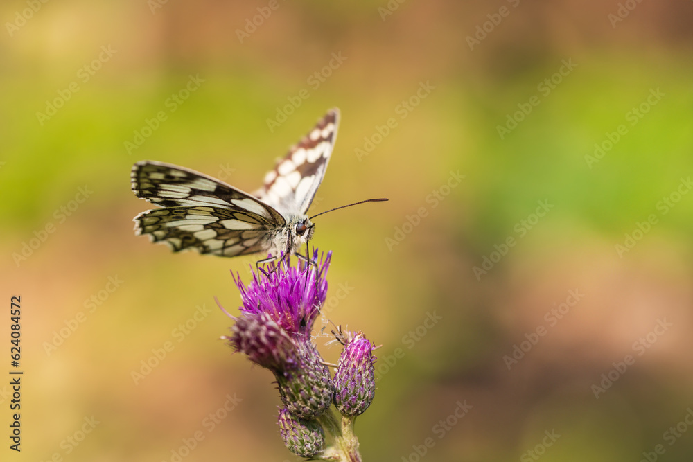 Butterfly meadow. There are butterflies and insects on the flowers and grass. Butterfly meadow. There are butterflies and insects on the flowers and grass.