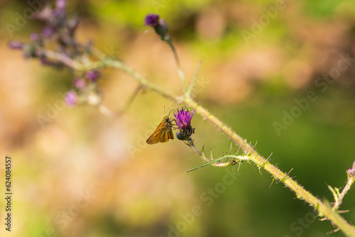 Butterfly meadow. There are butterflies and insects on the flowers and grass. © Roman Bjuty