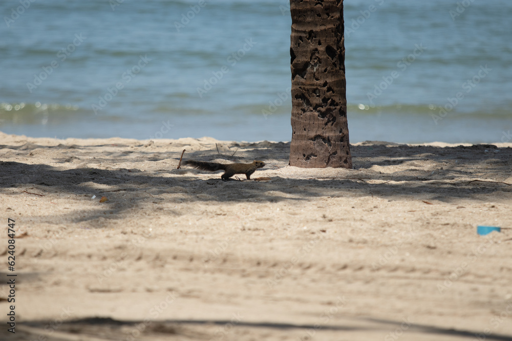 Squirrels, chipmunks running and jumping on the beach under the coconut palms by the sea with selective focus.