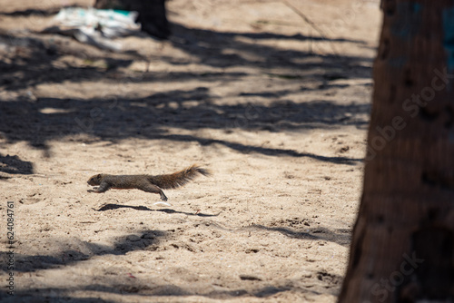 Squirrels, chipmunks running and jumping. On the beach under the coconut palms by the sea with selective focus.