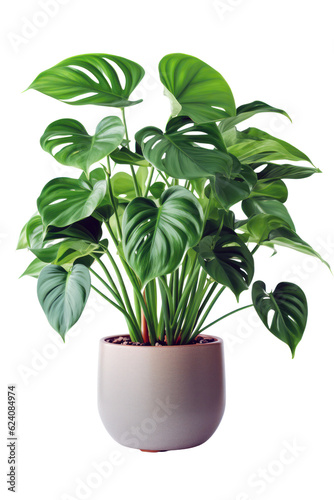 Monstera fresh green tropical plant in a pot isolated on transparent background, PNG 