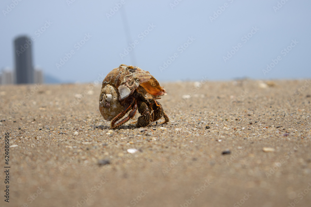 Hermit crabs walking on the sand on a beautiful day with blur background.
