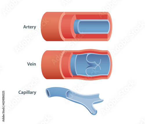 Three types of blood vessels