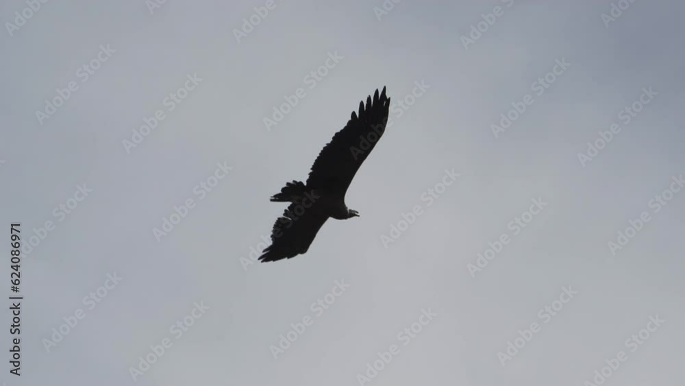 Andean condor soaring over the Colca Canyon in Peru. Andean condor soaring over the Colca Canyon in Peru.