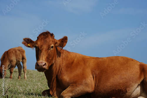 Red beef cattle, Angus cow in South Devon pasture, near Gara Rock, UK