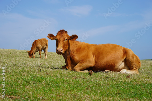 Red beef cattle, Angus cow in South Devon pasture, near Gara Rock, UK