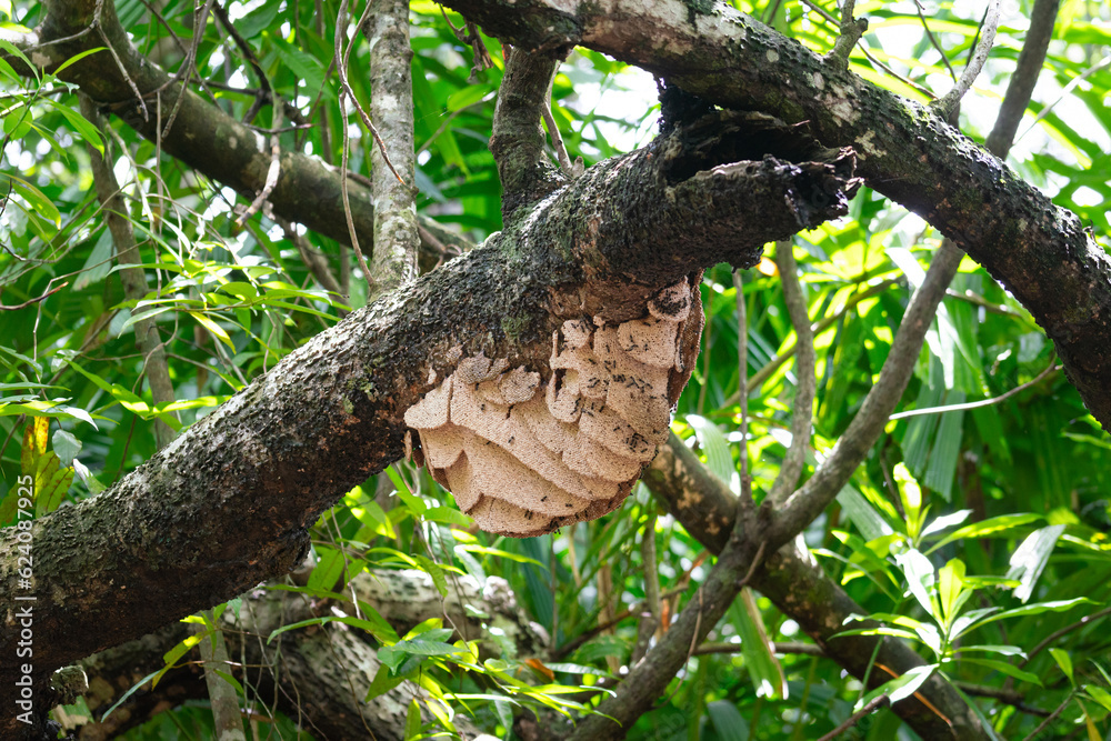 A hive of hornet or wasp which is built on the tree branch in rainforest jungle. Animal and wildlife photo.