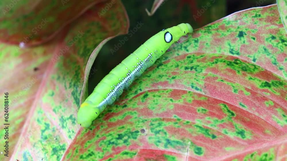 The caterpillar (green worm) is crawling on the leaf, fully grown caterpillar of Daphnis nerii or Oleander hawk moth or Army green moth.