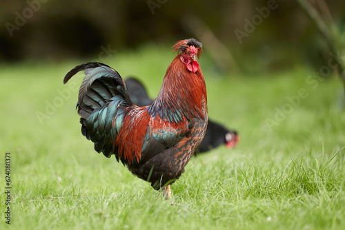 Red rooster in the field © erwin