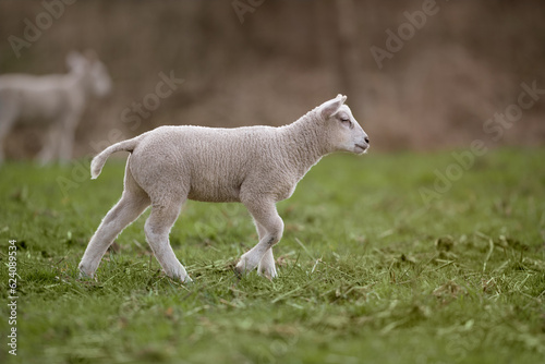 Cute white lamb in the field