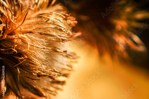 Flore seca de cardo argentino. Galactites tomentosus . Macrofotografía a contraluz de la flor.Galactites tomentosus. son finamente tubulares y con tonalidades lila o púrpura dispuestas en capítulos  photo